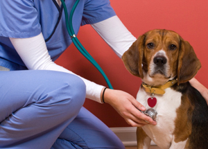 Vet assistant listening to dog's heart